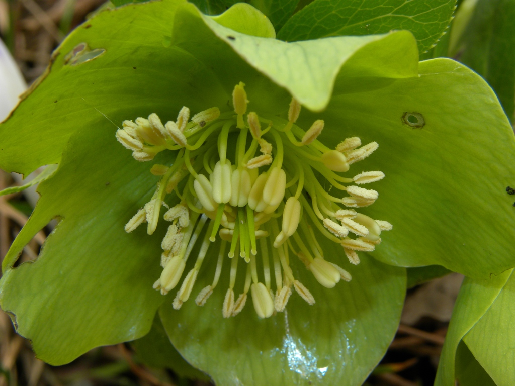 Elleboro verde